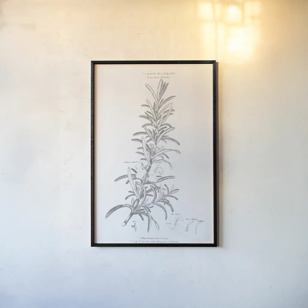 Botany Book VI by Wild Apple Portfolio. shown as a paper print in a black flame. Available as a archival giclee rolled canvas, fine art paper, or poster print. SKU 38331h.