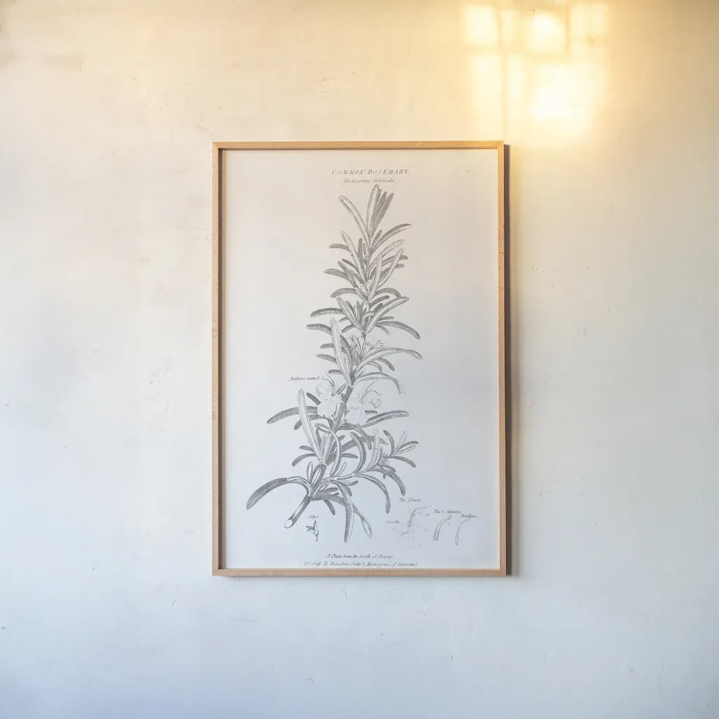 Botany Book VI by Wild Apple Portfolio. shown as a paper print in a natural frame. Available as a archival giclee rolled canvas, fine art paper, or poster print. SKU 38331h.