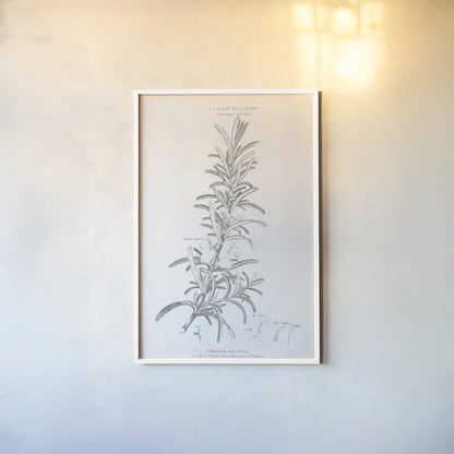 Botany Book VI by Wild Apple Portfolio. shown as a paper print in a white frame. Available as a archival giclee rolled canvas, fine art paper, or poster print. SKU 38331h.