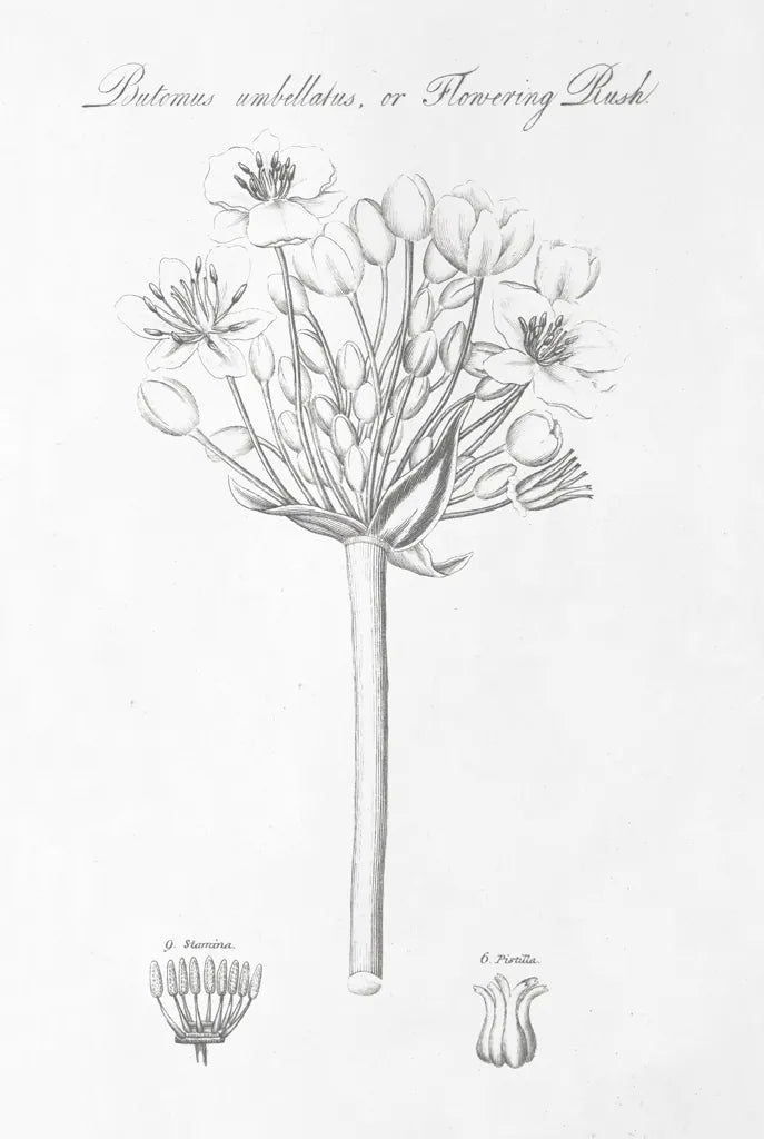 Botany Book VII by Wild Apple Portfolio. SKU 38332h. Archival Giclee Fine art print for wall decor.