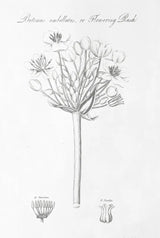 Botany Book VII by Wild Apple Portfolio. SKU 38332h. Archival Giclee Fine art print for wall decor.