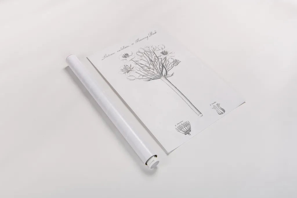 Botany Book VII by Wild Apple Portfolio. shown as a rolled paper print. Available as archival giclee rolled canvas, fine art paper, or poster print. SKU 38332h.