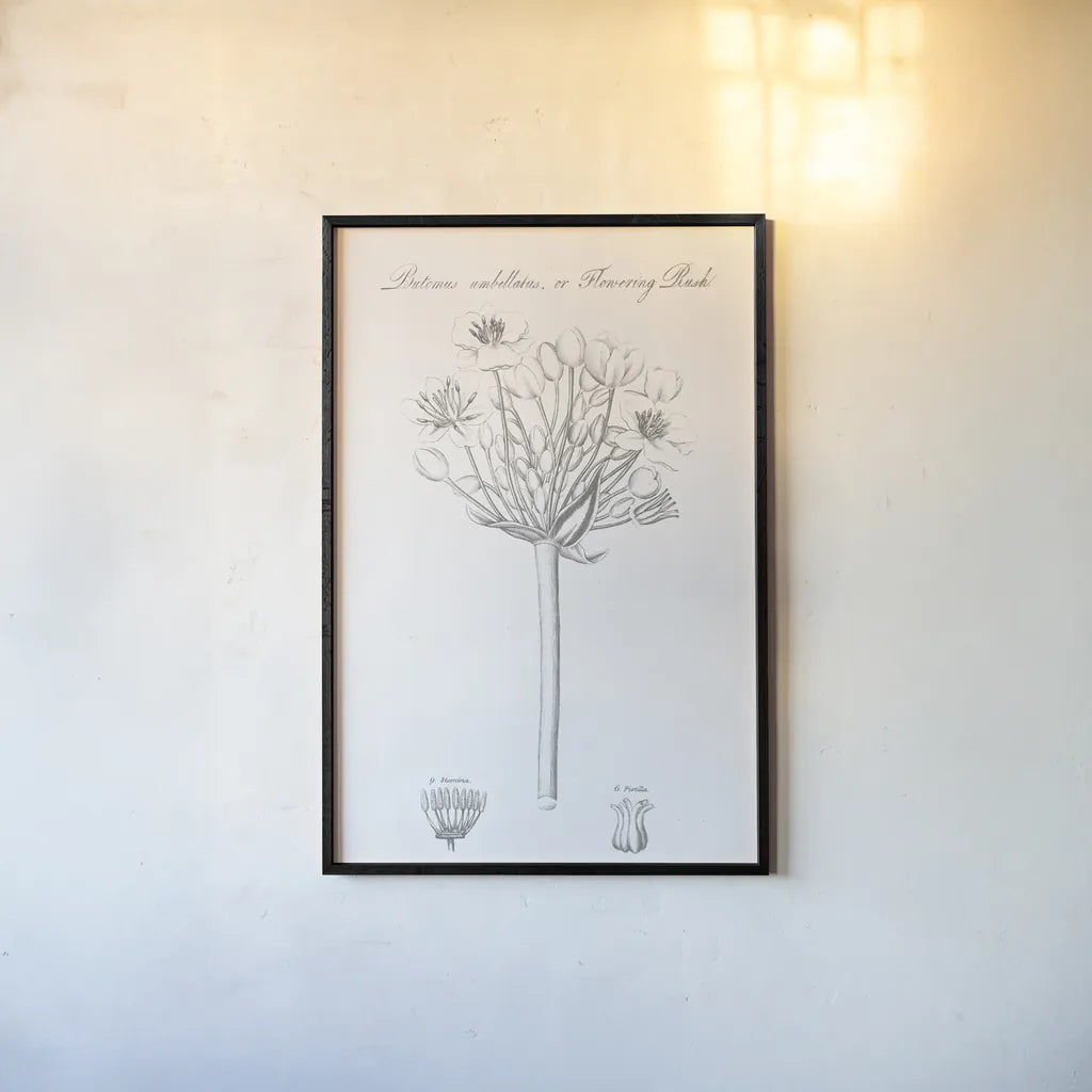 Botany Book VII by Wild Apple Portfolio. shown as a paper print in a black flame. Available as a archival giclee rolled canvas, fine art paper, or poster print. SKU 38332h.