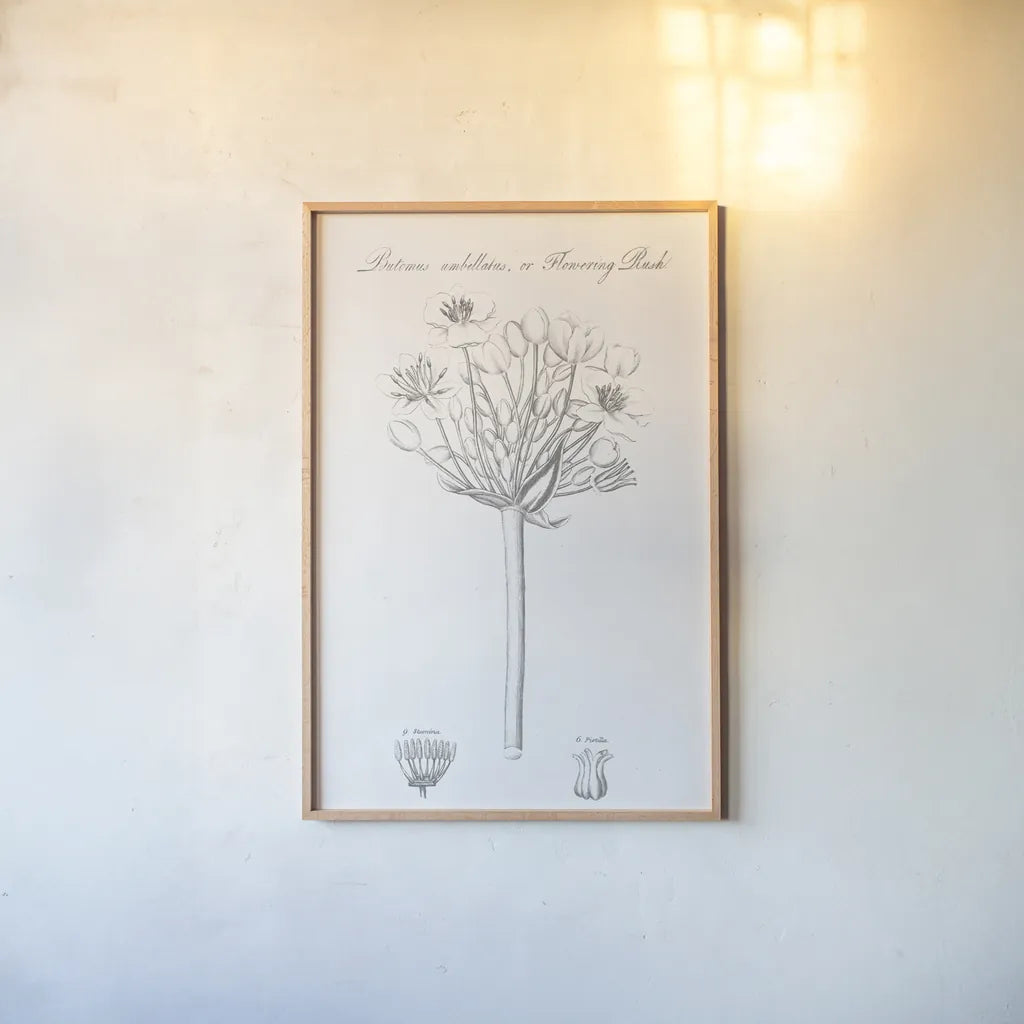 Botany Book VII by Wild Apple Portfolio. shown as a paper print in a natural frame. Available as a archival giclee rolled canvas, fine art paper, or poster print. SKU 38332h.