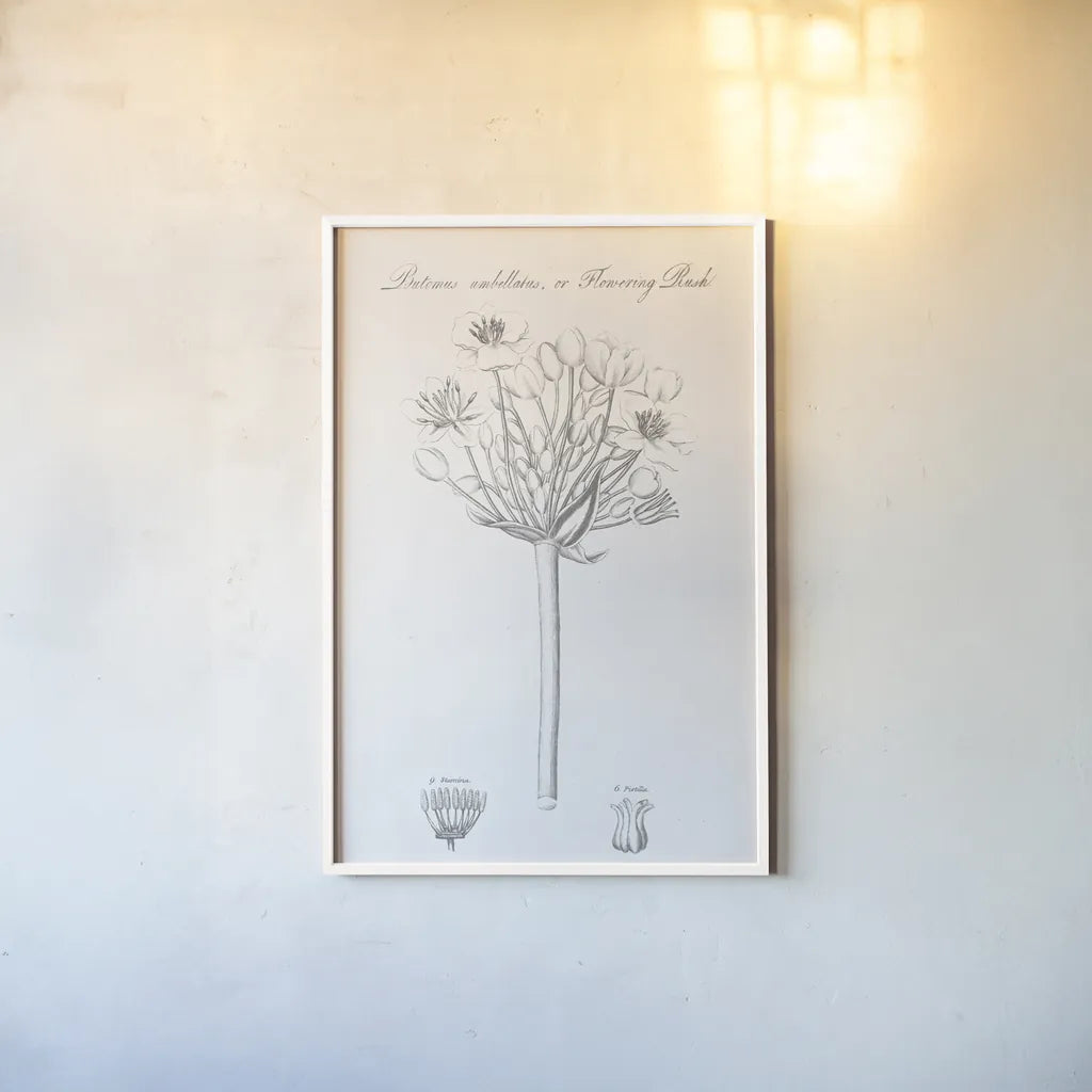 Botany Book VII by Wild Apple Portfolio. shown as a paper print in a white frame. Available as a archival giclee rolled canvas, fine art paper, or poster print. SKU 38332h.
