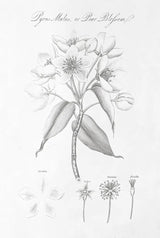 Botany Book VIII by Wild Apple Portfolio. SKU 38333h. Archival Giclee Fine art print for wall decor.