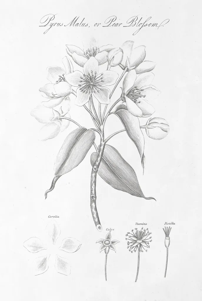 Botany Book VIII by Wild Apple Portfolio. SKU 38333h. Archival Giclee Fine art print for wall decor.
