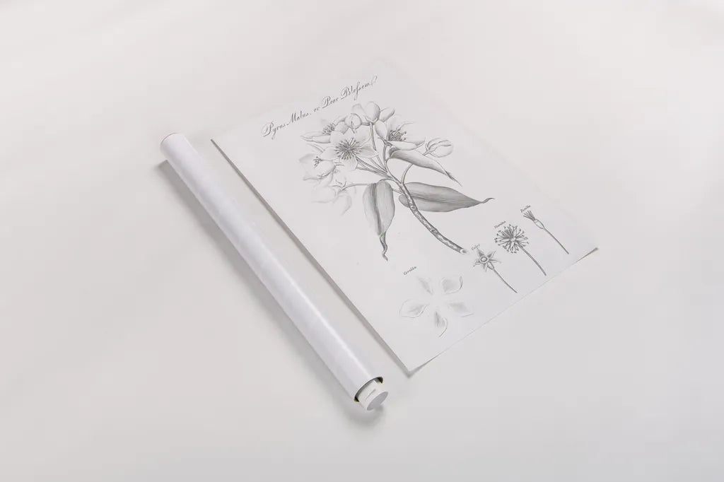 Botany Book VIII by Wild Apple Portfolio. shown as a rolled paper print. Available as archival giclee rolled canvas, fine art paper, or poster print. SKU 38333h.