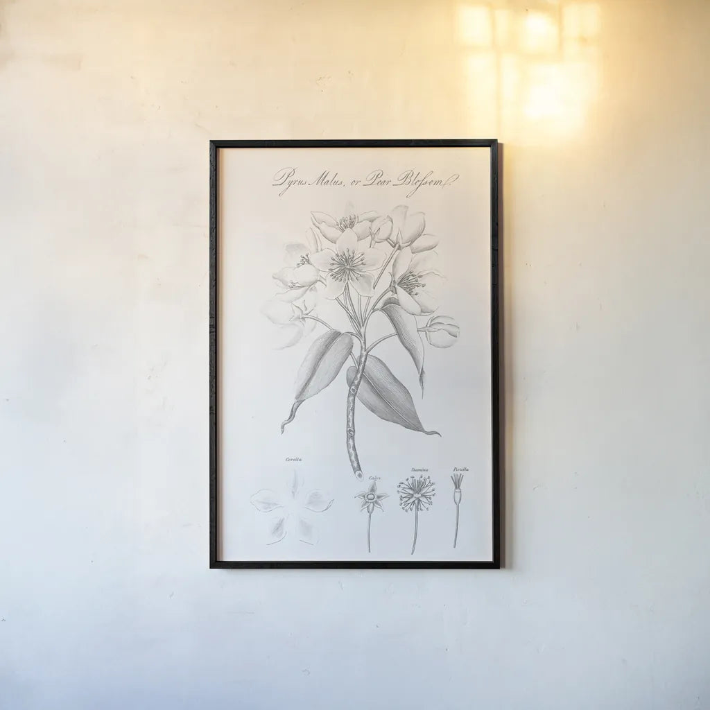 Botany Book VIII by Wild Apple Portfolio. shown as a paper print in a black flame. Available as a archival giclee rolled canvas, fine art paper, or poster print. SKU 38333h.