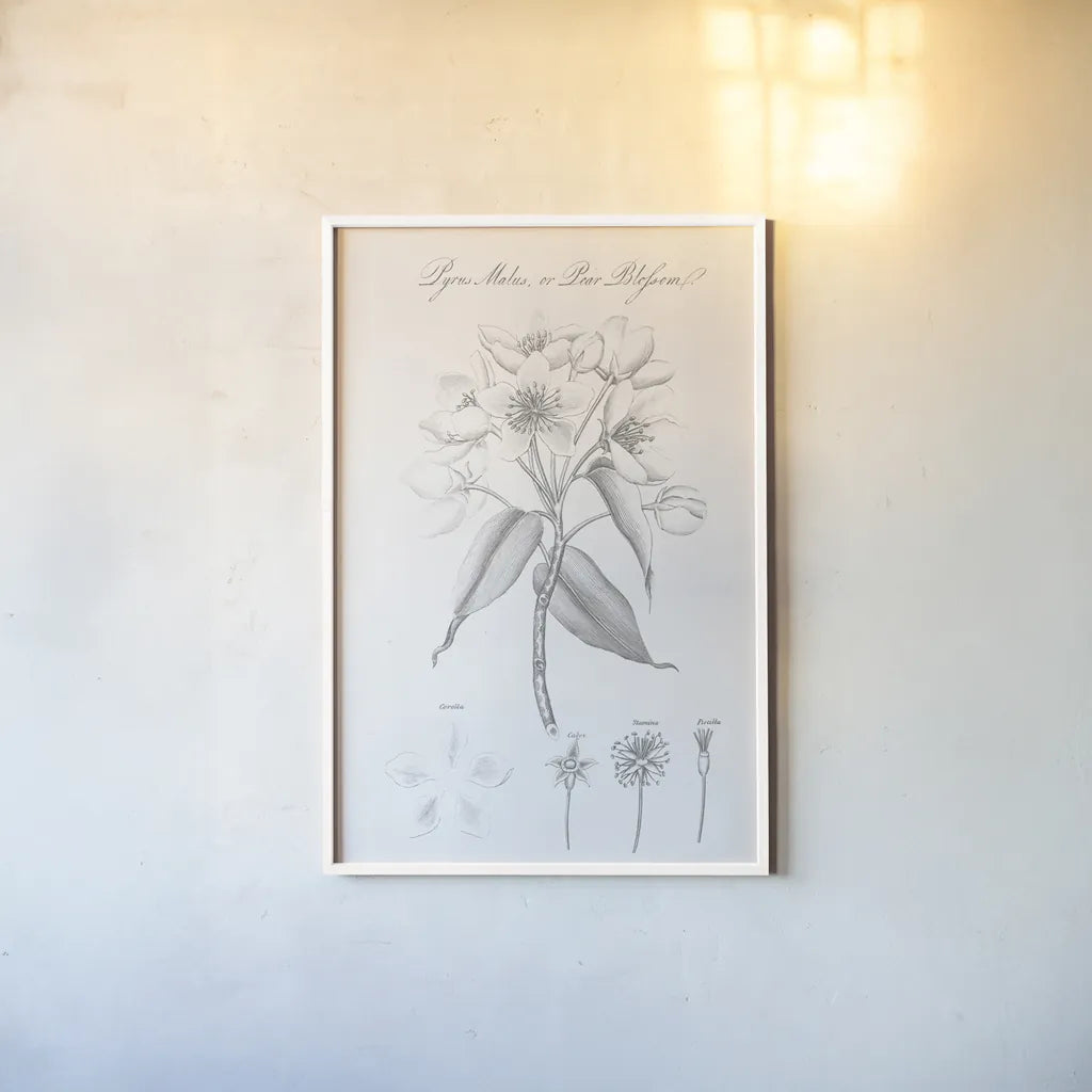 Botany Book VIII by Wild Apple Portfolio. shown as a paper print in a white frame. Available as a archival giclee rolled canvas, fine art paper, or poster print. SKU 38333h.