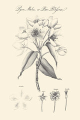 Botany Book VIII on Cream by Wild Apple Portfolio. SKU 75554h. Archival Giclee Fine art print for wall decor.