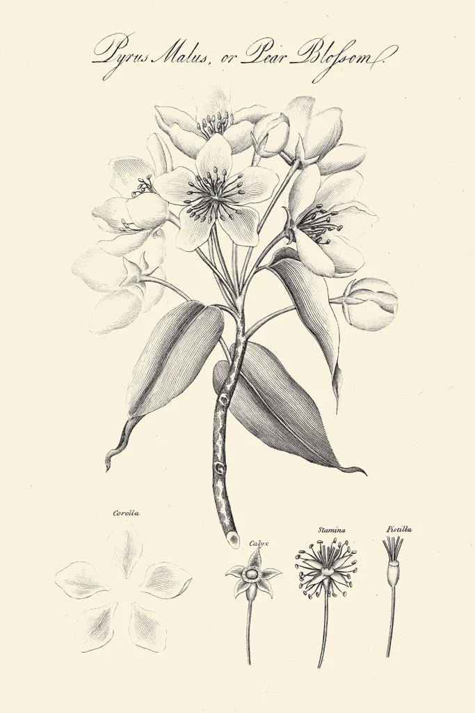 Botany Book VIII on Cream by Wild Apple Portfolio. SKU 75554h. Archival Giclee Fine art print for wall decor.