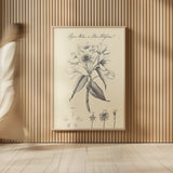 Botany Book VIII on Cream by Wild Apple Portfolio. shown as over sized large wall art. Available as an archival giclee rolled canvas, fine art paper, or poster print. SKU 75554h.