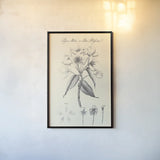 Botany Book VIII on Cream by Wild Apple Portfolio. shown as a paper print in a black flame. Available as a archival giclee rolled canvas, fine art paper, or poster print. SKU 75554h.