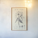 Botany Book VIII on Cream by Wild Apple Portfolio. shown as a paper print in a natural frame. Available as a archival giclee rolled canvas, fine art paper, or poster print. SKU 75554h.