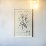 Botany Book VIII on Cream by Wild Apple Portfolio. shown as a paper print in a white frame. Available as a archival giclee rolled canvas, fine art paper, or poster print. SKU 75554h.