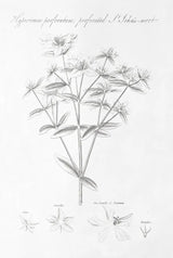 Botany Book X by Wild Apple Portfolio. SKU 38335h. Archival Giclee Fine art print for wall decor.