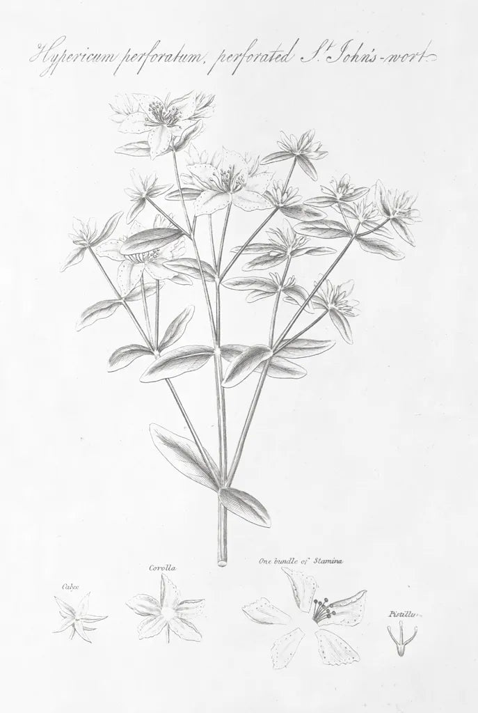 Botany Book X by Wild Apple Portfolio. SKU 38335h. Archival Giclee Fine art print for wall decor.