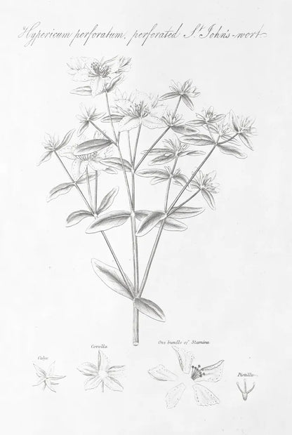 Botany Book X by Wild Apple Portfolio. SKU 38335h. Archival Giclee Fine art print for wall decor.