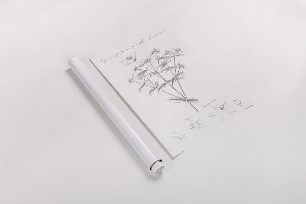 Botany Book X by Wild Apple Portfolio. shown as a rolled paper print. Available as archival giclee rolled canvas, fine art paper, or poster print. SKU 38335h.