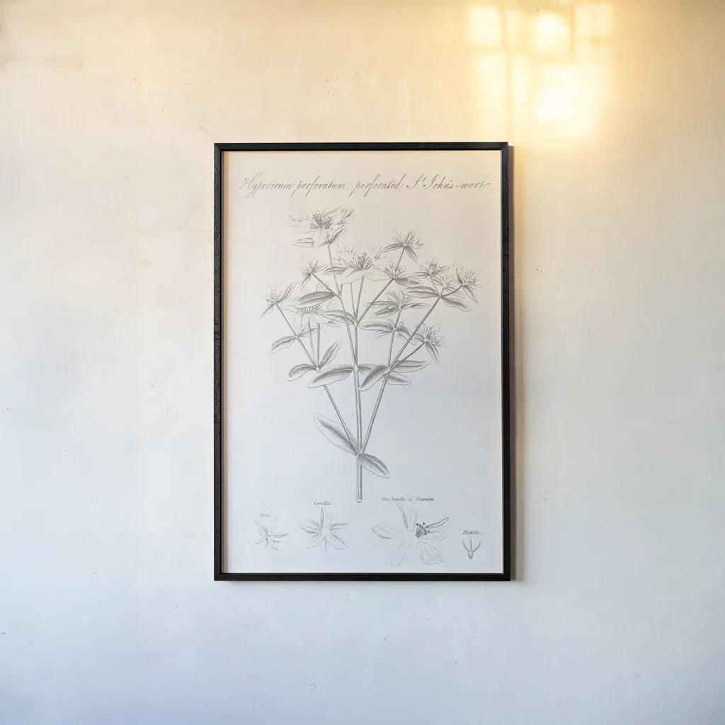 Botany Book X by Wild Apple Portfolio. shown as a paper print in a black flame. Available as a archival giclee rolled canvas, fine art paper, or poster print. SKU 38335h.