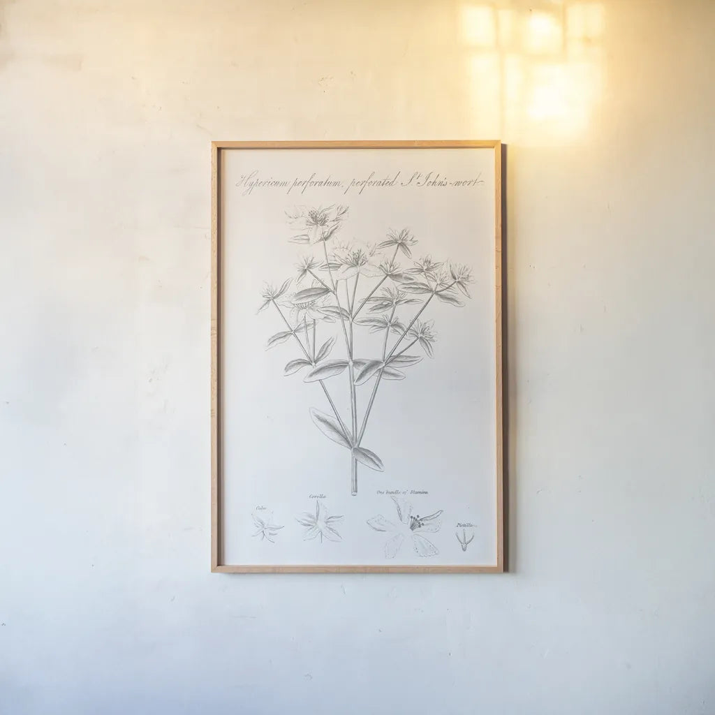 Botany Book X by Wild Apple Portfolio. shown as a paper print in a natural frame. Available as a archival giclee rolled canvas, fine art paper, or poster print. SKU 38335h.