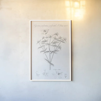Botany Book X by Wild Apple Portfolio. shown as a paper print in a white frame. Available as a archival giclee rolled canvas, fine art paper, or poster print. SKU 38335h.