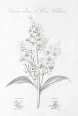 Botany Book XI by Wild Apple Portfolio. SKU 38336h. Archival Giclee Fine art print for wall decor.