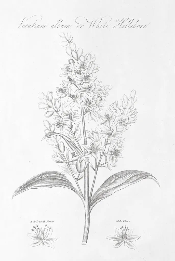 Botany Book XI by Wild Apple Portfolio. SKU 38336h. Archival Giclee Fine art print for wall decor.