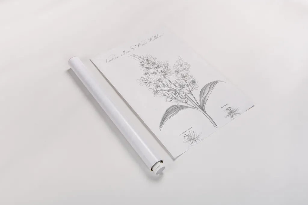 Botany Book XI by Wild Apple Portfolio. shown as a rolled paper print. Available as archival giclee rolled canvas, fine art paper, or poster print. SKU 38336h.