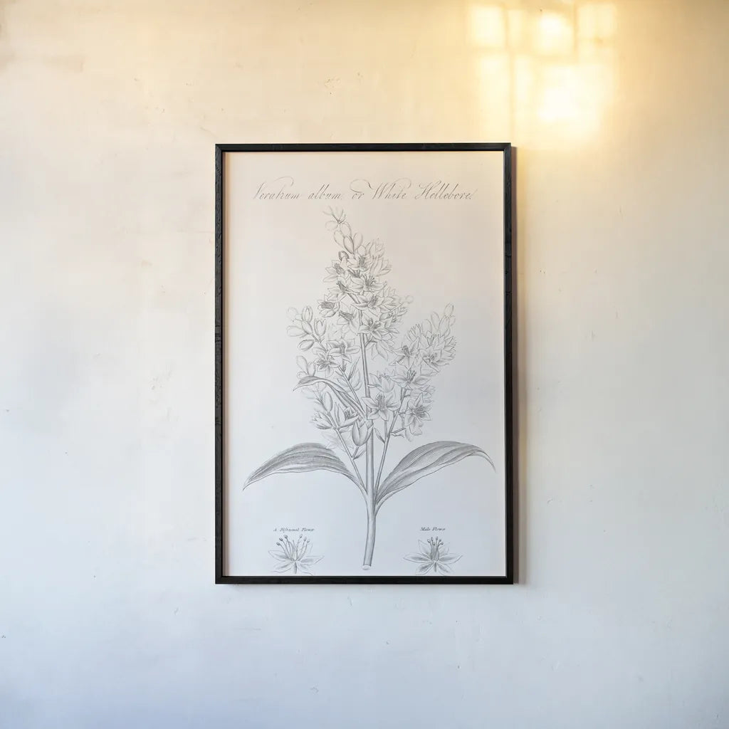 Botany Book XI by Wild Apple Portfolio. shown as a paper print in a black flame. Available as a archival giclee rolled canvas, fine art paper, or poster print. SKU 38336h.