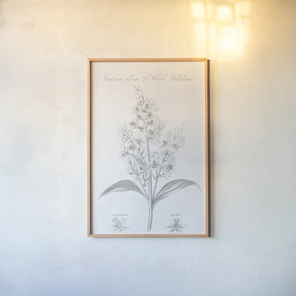 Botany Book XI by Wild Apple Portfolio. shown as a paper print in a natural frame. Available as a archival giclee rolled canvas, fine art paper, or poster print. SKU 38336h.