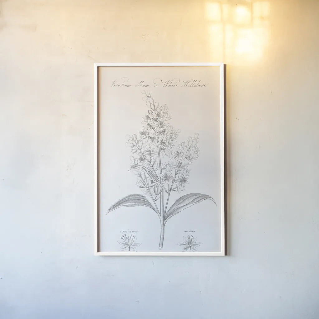 Botany Book XI by Wild Apple Portfolio. shown as a paper print in a white frame. Available as a archival giclee rolled canvas, fine art paper, or poster print. SKU 38336h.