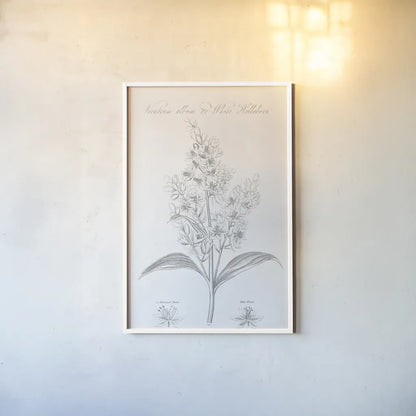Botany Book XI by Wild Apple Portfolio. shown as a paper print in a white frame. Available as a archival giclee rolled canvas, fine art paper, or poster print. SKU 38336h.