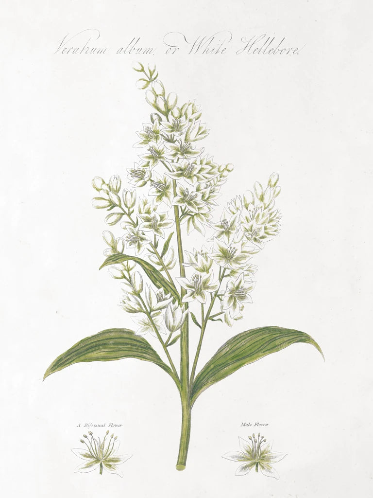 Botany Book XI White Green by Wild Apple Portfolio
