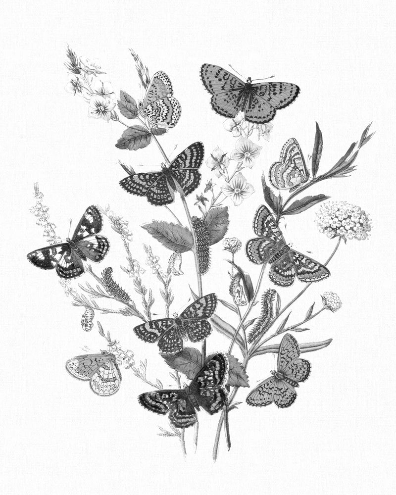 Butterfly Bouquet I Linen BW I by Wild Apple Portfolio