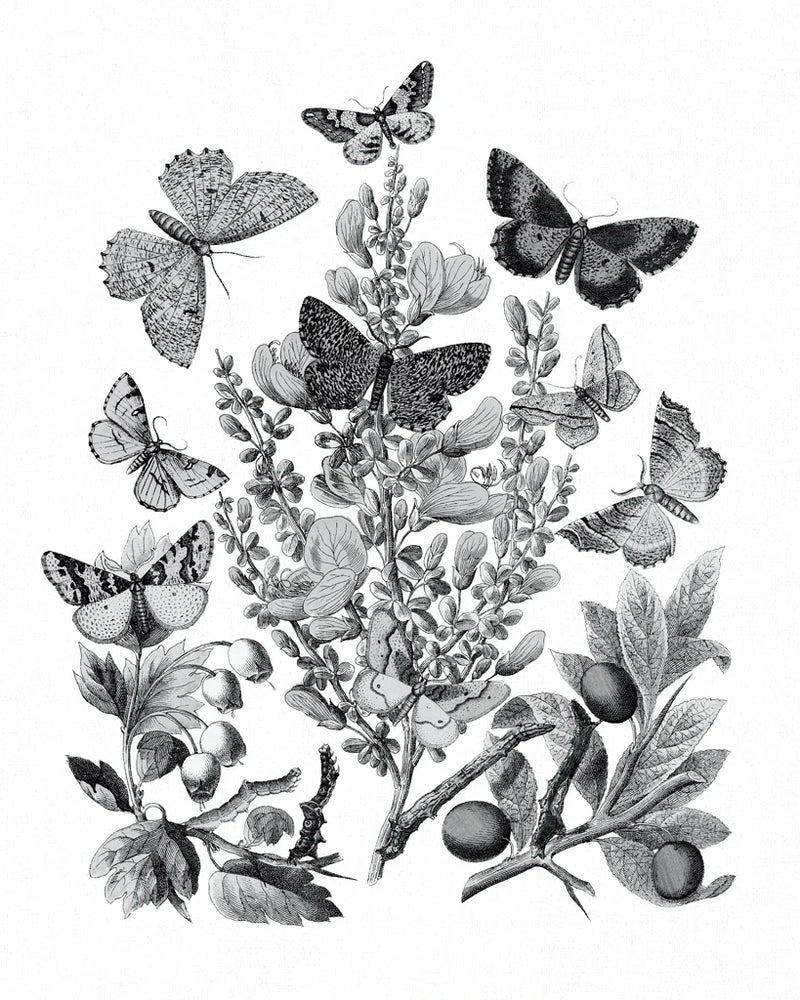 Butterfly Bouquet II Linen BW II by Wild Apple Portfolio