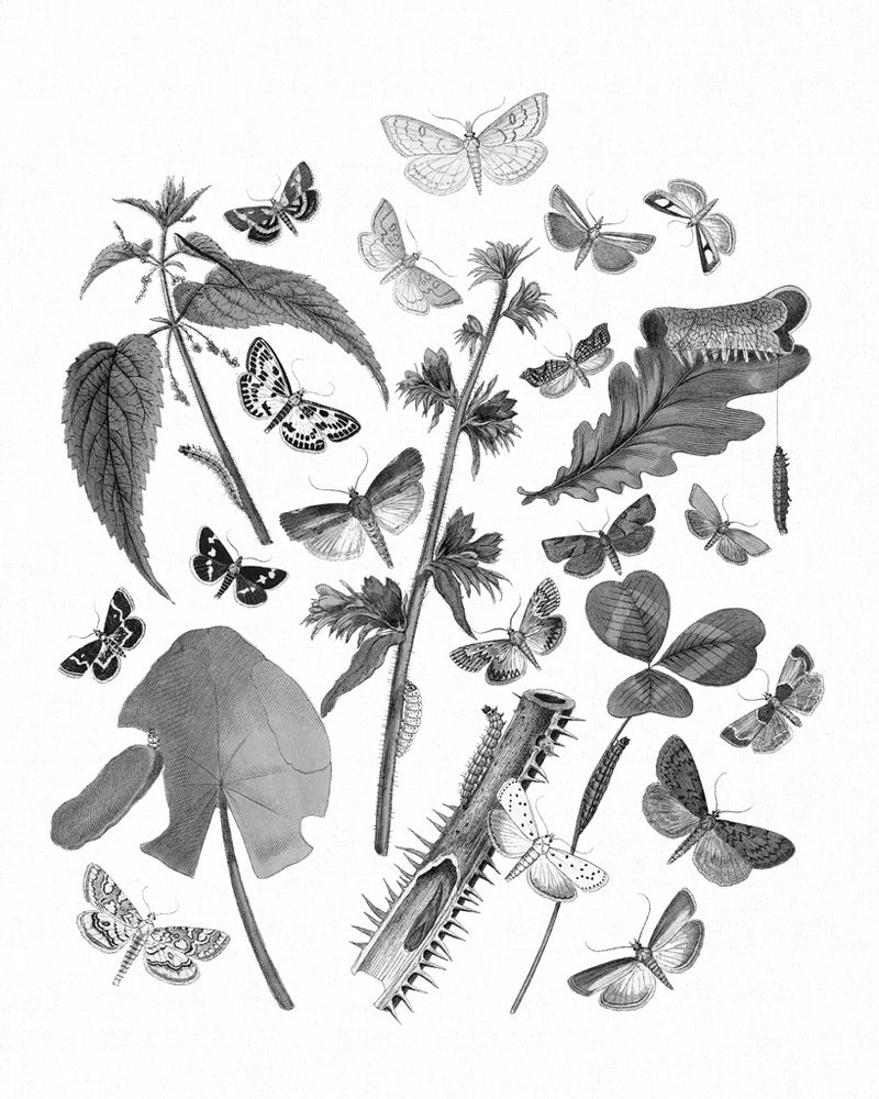 Butterfly Bouquet III Linen BW III by Wild Apple Portfolio