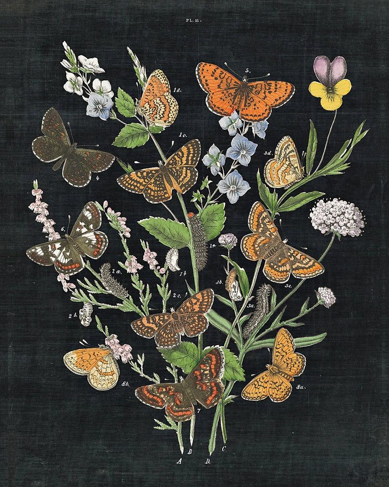 Butterfly Bouquet on Black I by Wild Apple Portfolio