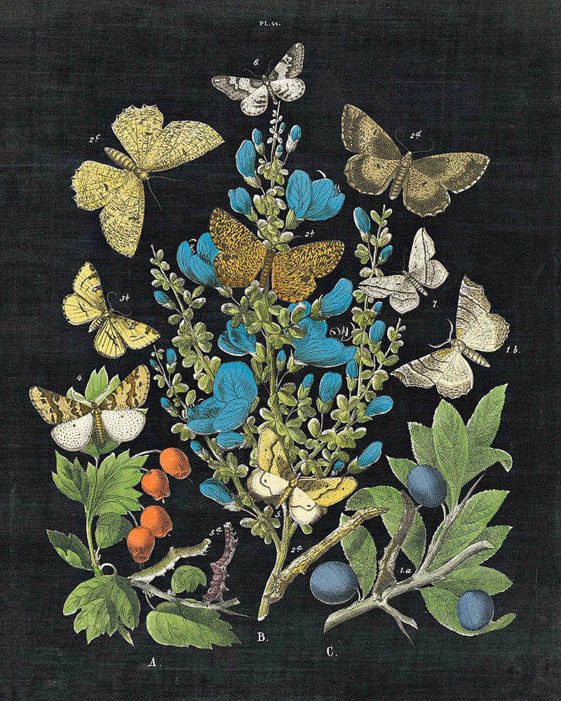 Butterfly Bouquet on Black II by Wild Apple Portfolio