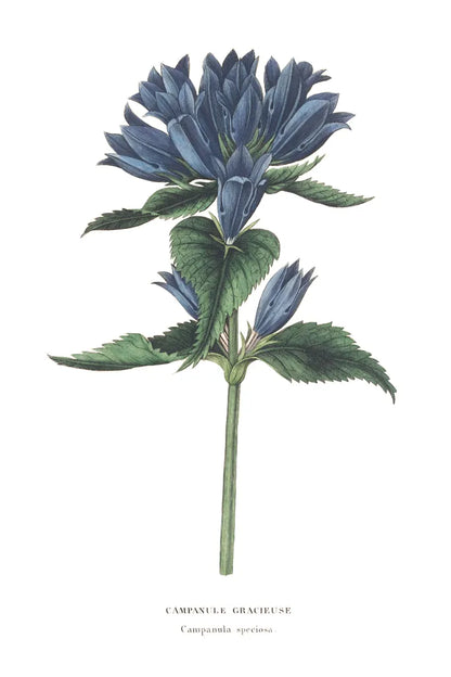 Campanula Bright by Wild Apple Portfolio. SKU 45388h. Archival Giclee Fine art print for wall decor.