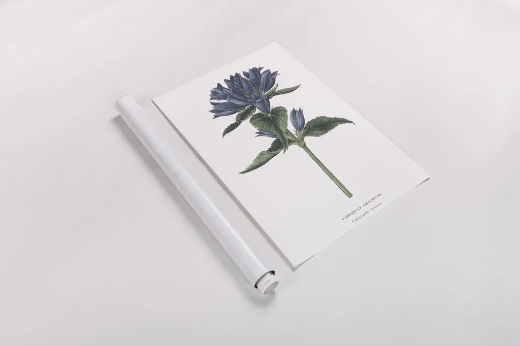 Campanula Bright by Wild Apple Portfolio. shown as a rolled paper print. Available as archival giclee rolled canvas, fine art paper, or poster print. SKU 45388h.