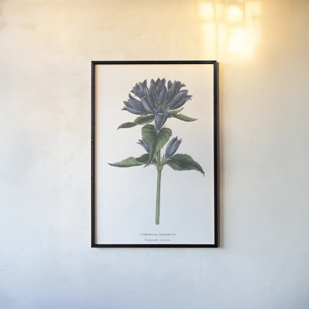Campanula Bright by Wild Apple Portfolio. shown as a paper print in a black flame. Available as a archival giclee rolled canvas, fine art paper, or poster print. SKU 45388h.