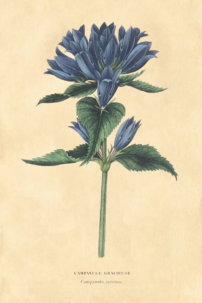 Campanula Vintage by Wild Apple Portfolio. SKU 45390h. Archival Giclee Fine art print for wall decor.