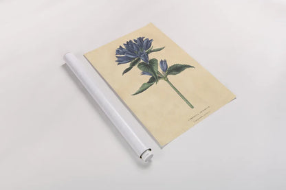 Campanula Vintage by Wild Apple Portfolio. shown as a rolled paper print. Available as archival giclee rolled canvas, fine art paper, or poster print. SKU 45390h.