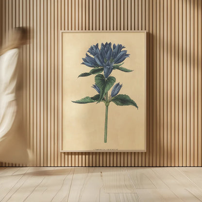 Campanula Vintage by Wild Apple Portfolio. shown as over sized large wall art. Available as an archival giclee rolled canvas, fine art paper, or poster print. SKU 45390h.