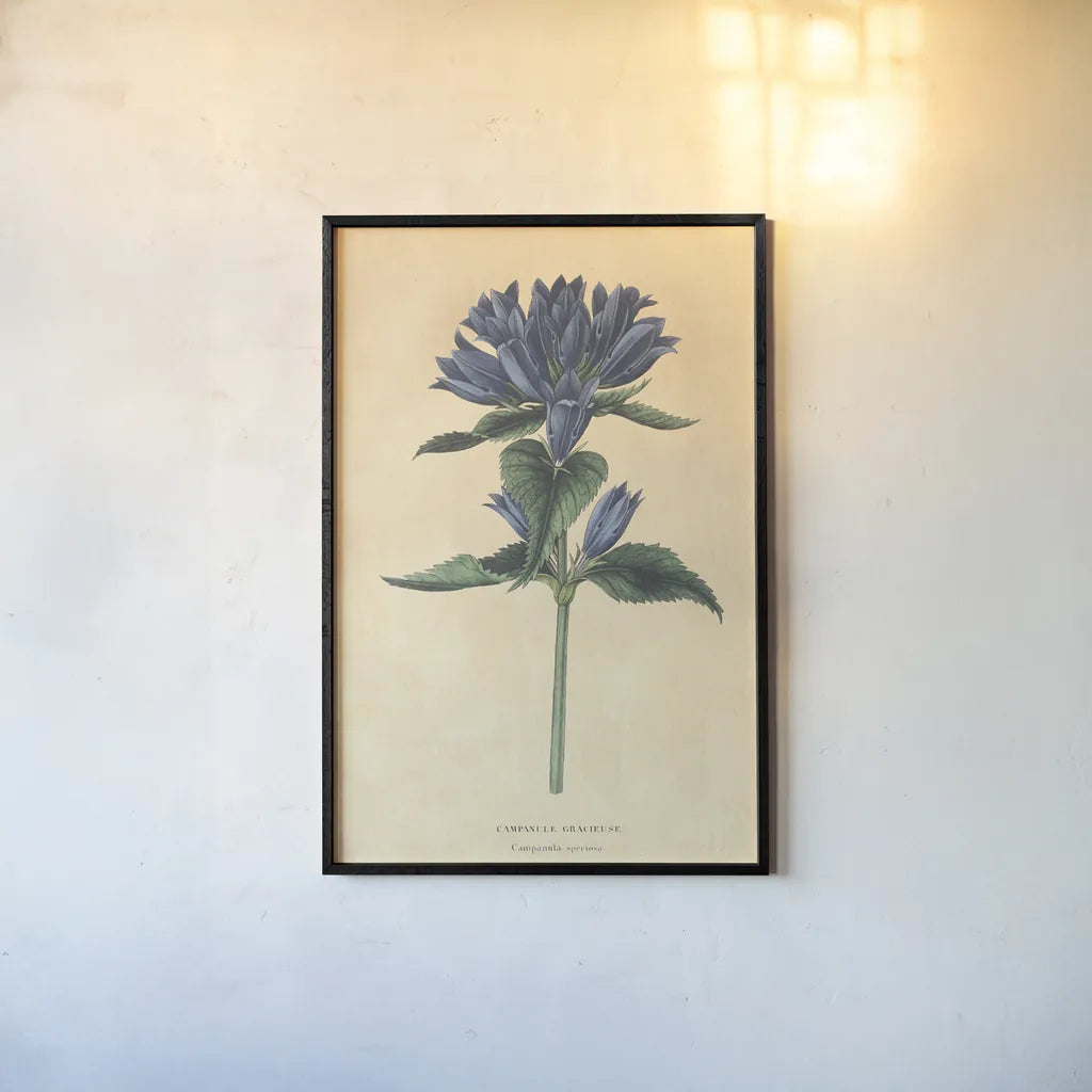 Campanula Vintage by Wild Apple Portfolio. shown as a paper print in a black flame. Available as a archival giclee rolled canvas, fine art paper, or poster print. SKU 45390h.