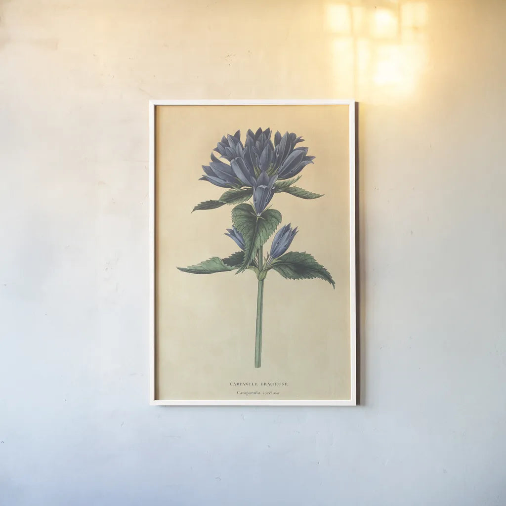 Campanula Vintage by Wild Apple Portfolio. shown as a paper print in a white frame. Available as a archival giclee rolled canvas, fine art paper, or poster print. SKU 45390h.