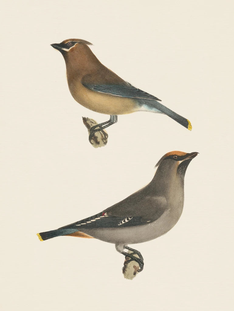 Cedar Waxwings Bright by Wild Apple Portfolio