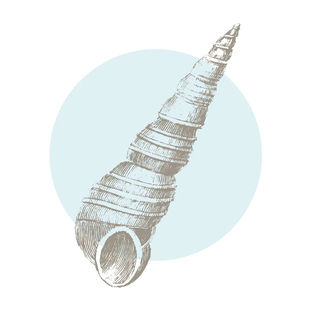 Conchology Sketches I by Wild Apple Portfolio. SKU 45977a. Archival Giclee Fine art print for wall decor.